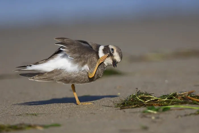 Framed Print : Ringed Plover Framed Print : Ringed Plover
