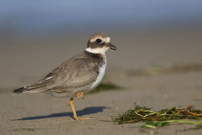 Framed Print : Ringed Plover