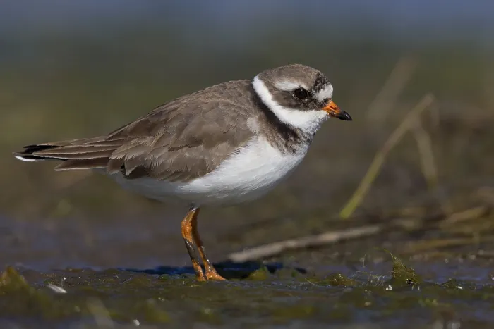 Framed Print : Ringed Plover, Charadrius dubius