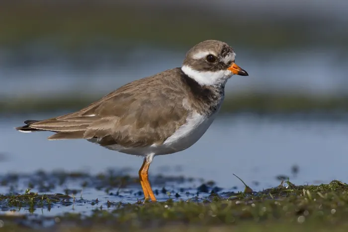 Framed Print : Ringed Plover, Charadrius dubius