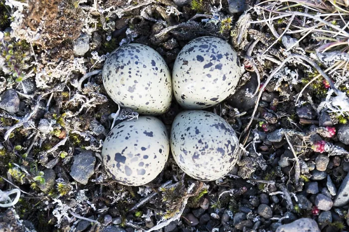 Framed Print : Ringed Plover Eggs