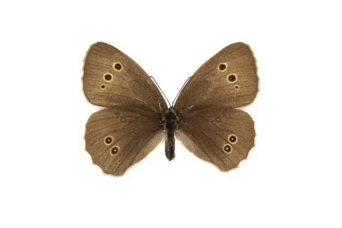 Framed Print : Ringlet, Aphantopus hyperantus