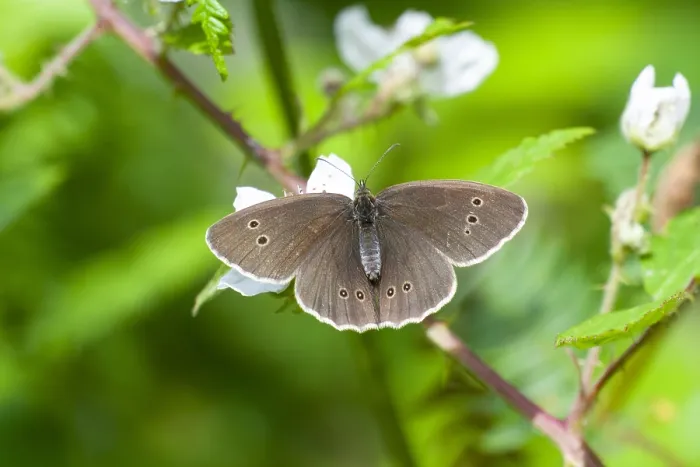 Framed Print : Ringlet, Aphantopus hyperantus