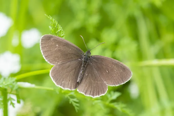 Framed Print : Ringlet, Aphantopus hyperantus