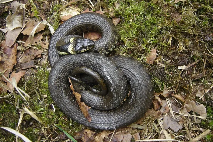 Framed Print : Ringslang, Grass Snake, Natrix natrix