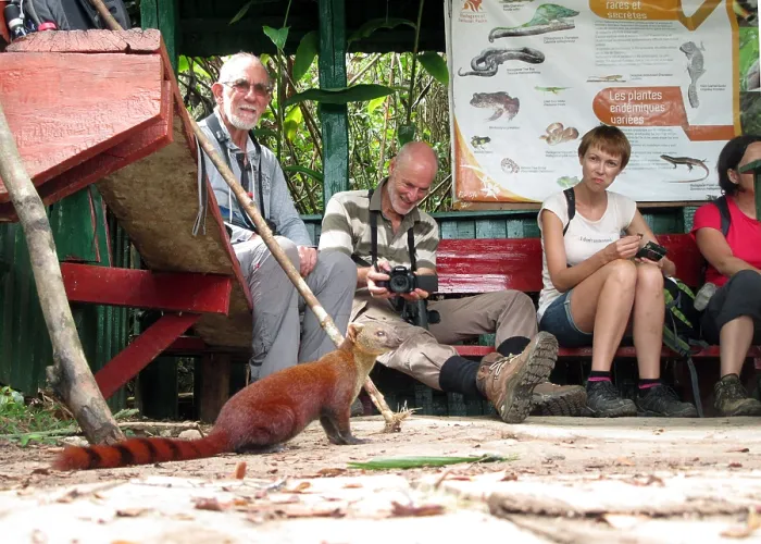 Framed Print : Ringstaartmangoest, Ring-tailed mongoose, Galidia elegans