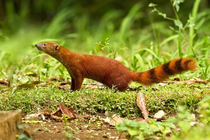 Framed Print : Ringstaartmangoest, Ring-tailed mongoose, Galidia elegans