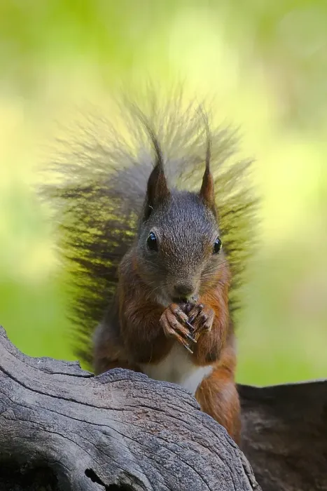 Framed Print : Rode eekhoorn, Red Squirrel, Sciurus vulgaris