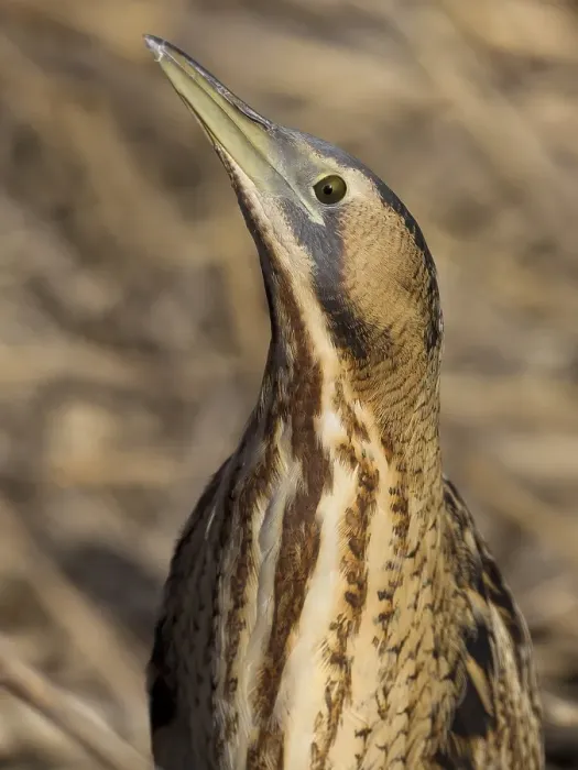 Framed Print : Roerdomp, Eurasian Bittern, Botaurus stellaris