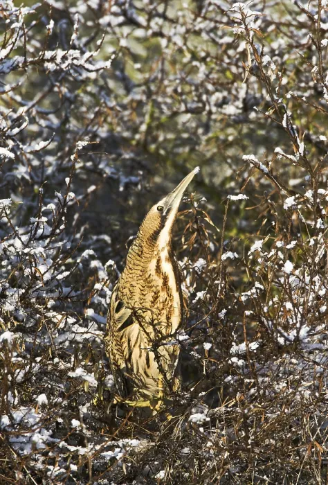 Framed Print : Roerdomp, Eurasian Bittern, Botaurus stellaris