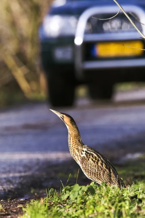 Framed Print : Roerdomp, Eurasian Bittern, Botaurus stellaris Framed Print : Roerdomp, Eurasian Bittern, Botaurus stellaris