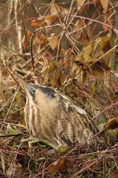 Framed Print : Roerdomp, Eurasian Bittern, Botaurus stellaris