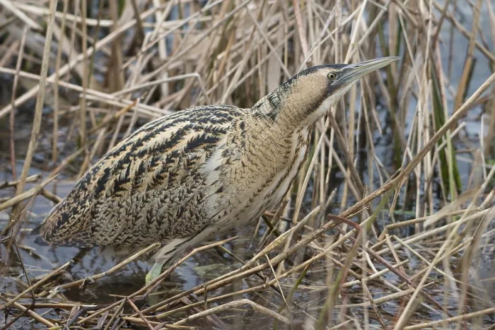 Framed Print : Roerdomp, Eurasian Bittern, Botaurus stellaris