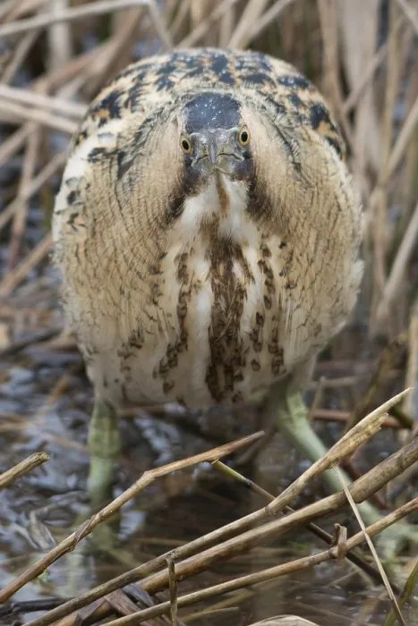 Framed Print : Roerdomp, Eurasian Bittern, Botaurus stellaris