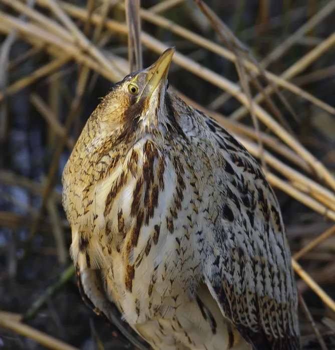 Framed Print : Roerdomp, Eurasian Bittern, Botaurus stellaris