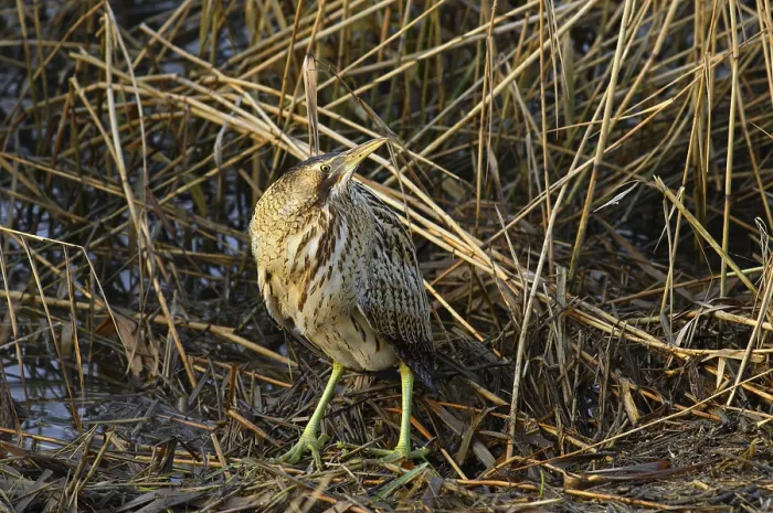 Framed Print : Roerdomp, Eurasian Bittern, Botaurus stellaris