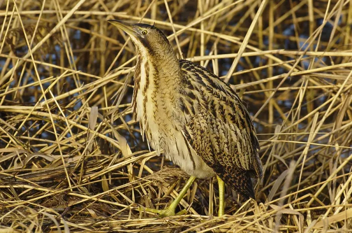 Framed Print : Roerdomp, Eurasian Bittern, Botaurus stellaris