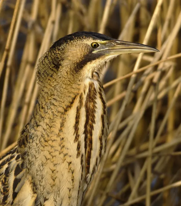 Framed Print : Roerdomp, Eurasian Bittern, Botaurus stellaris