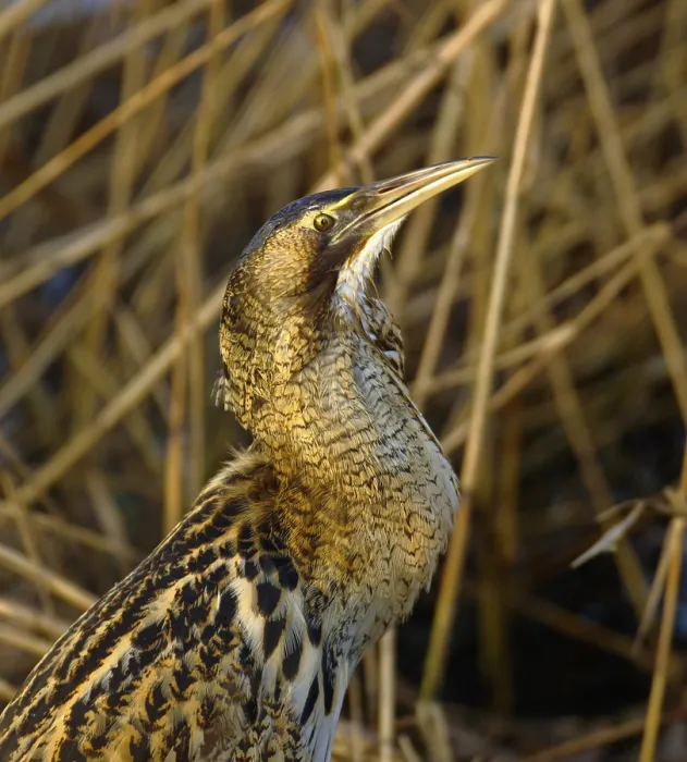 Framed Print : Roerdomp, Eurasian Bittern, Botaurus stellaris