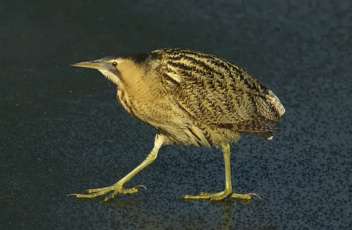 Framed Print : Roerdomp, Eurasian Bittern, Botaurus stellaris