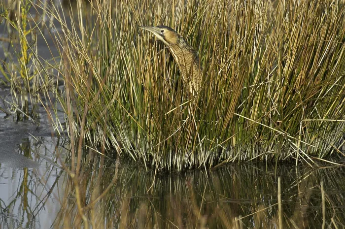Framed Print : Roerdomp, Eurasian Bittern, Botaurus stellaris Framed Print : Roerdomp, Eurasian Bittern, Botaurus stellaris