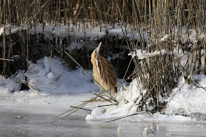 Framed Print : Roerdomp Eurasian Bittern Botaurus stellaris
