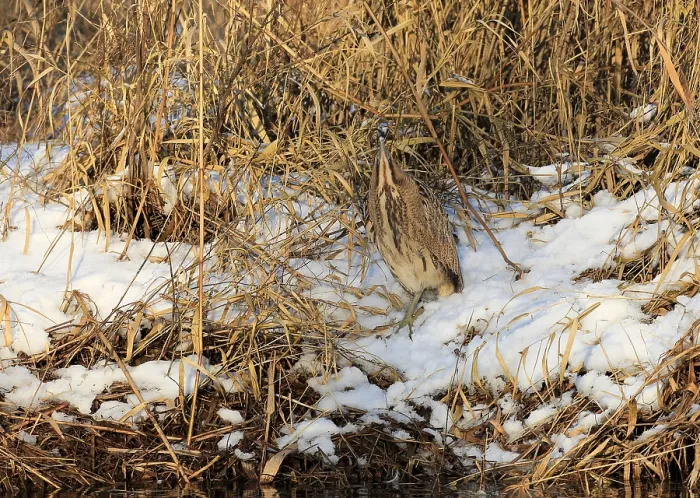 Framed Print : Roerdomp Eurasian Bittern; Botaurus stellaris;