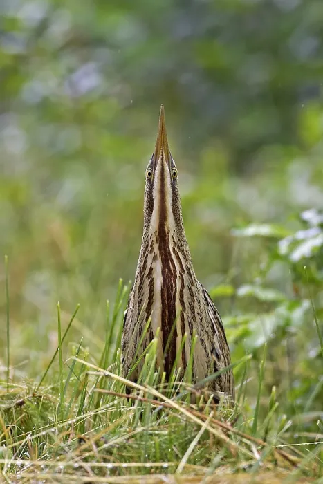 Framed Print : Roerdomp, Eurasian Bittern, Botaurus stellaris Framed Print : Roerdomp, Eurasian Bittern, Botaurus stellaris