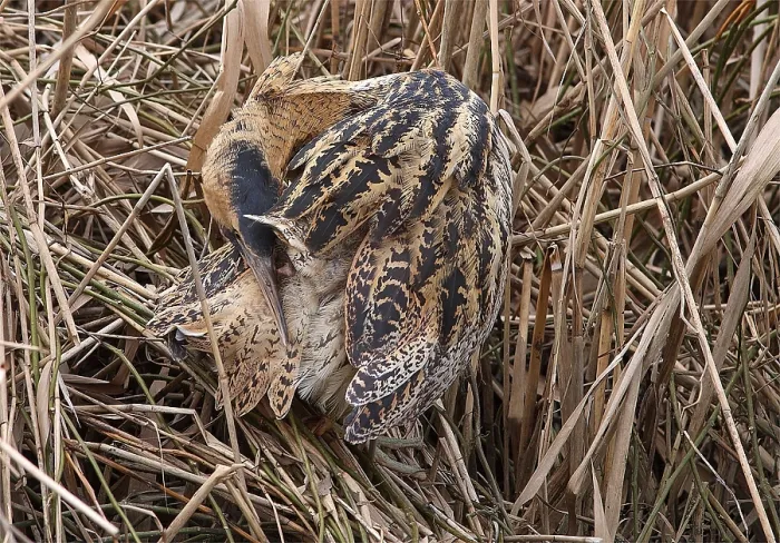 Framed Print : Roerdomp, Eurasian Bittern, Botaurus stellaris