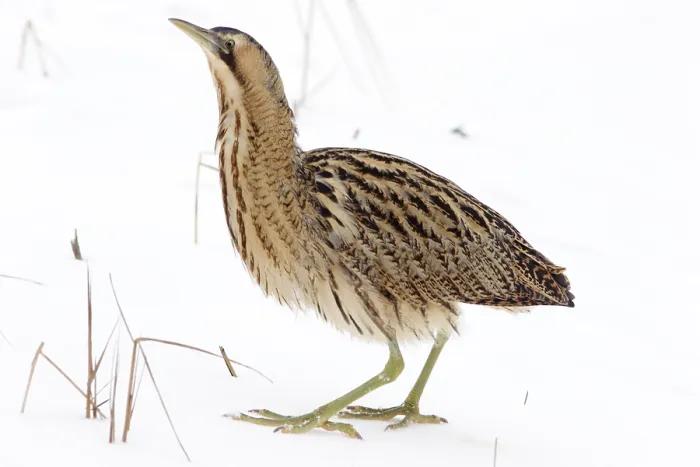 Framed Print : Roerdomp, Eurasian Bittern, Botaurus stellaris