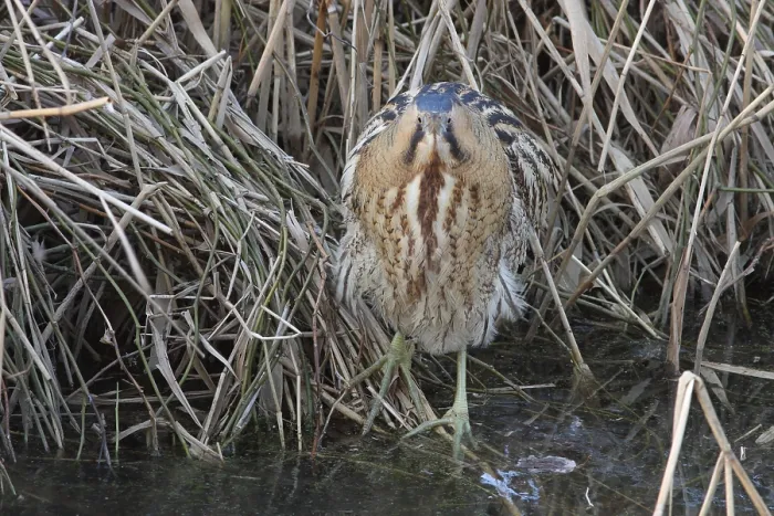 Framed Print : Roerdomp, Eurasian Bittern, Botaurus stellaris