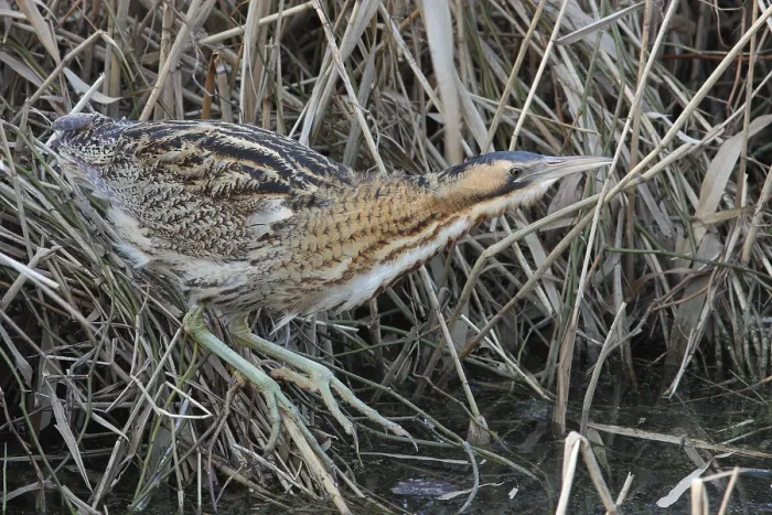 Framed Print : Roerdomp, Eurasian Bittern, Botaurus stellaris