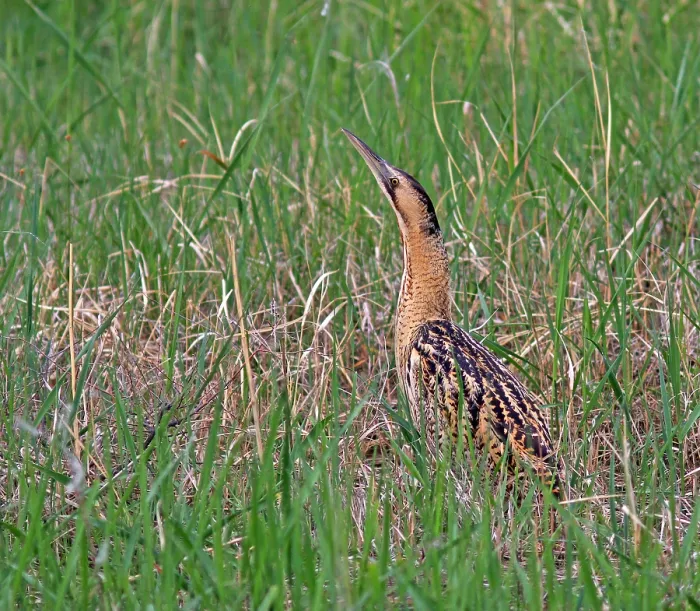 Framed Print : Roerdomp, Eurasian Bittern, Botaurus stellaris