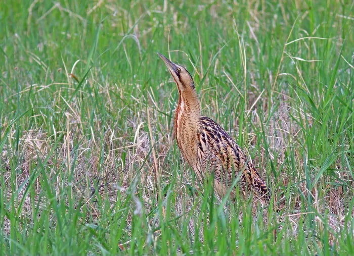 Framed Print : Roerdomp, Eurasian Bittern, Botaurus stellaris Framed Print : Roerdomp, Eurasian Bittern, Botaurus stellaris