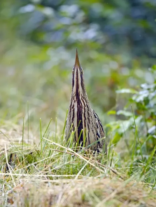 Framed Print : Roerdomp, Great Bittern, Botaurus stellaris