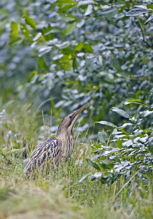 Framed Print : Roerdomp, Great Bittern, Botaurus stellaris