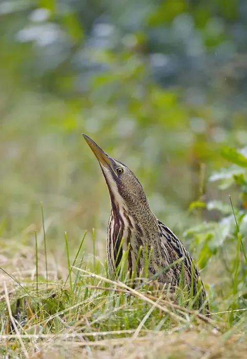 Framed Print : Roerdomp, Great Bittern, Botaurus stellaris