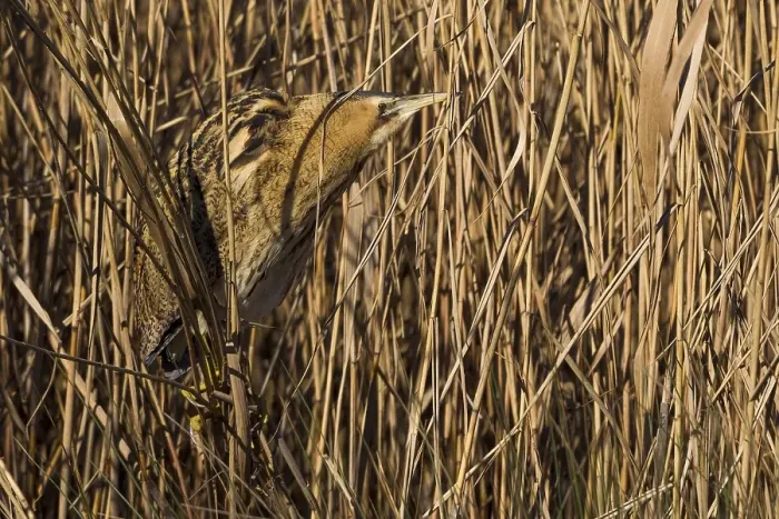 Framed Print : Roerdomp; Great Bittern; Botaurus stellaris