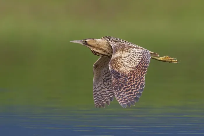 Framed Print : Roerdomp; Great Bittern; Botaurus stellaris