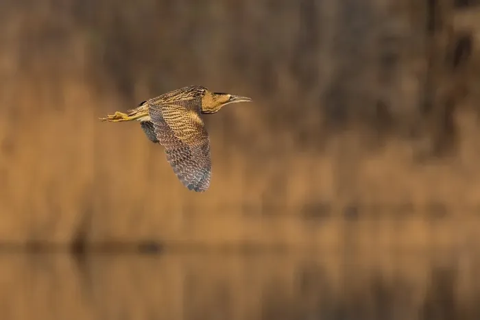 Framed Print : Roerdomp, Great Bittern, Botaurus stellaris