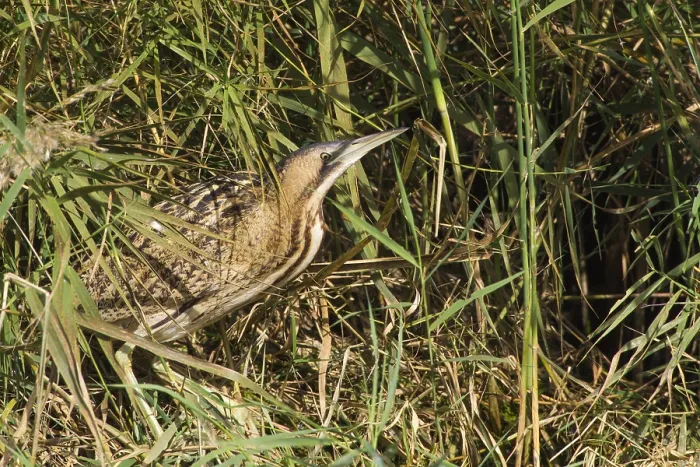 Framed Print : Roerdomp, Great Bittern, Botaurus stellaris