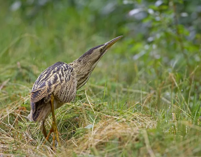 Framed Print : Roerdomp, Great Bittern, Botaurus stellaris