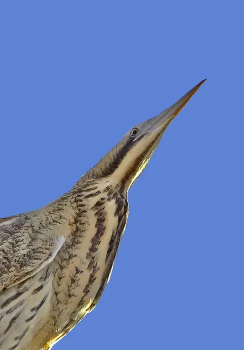 Framed Print : Roerdomp, Great Bittern, Botaurus stellaris