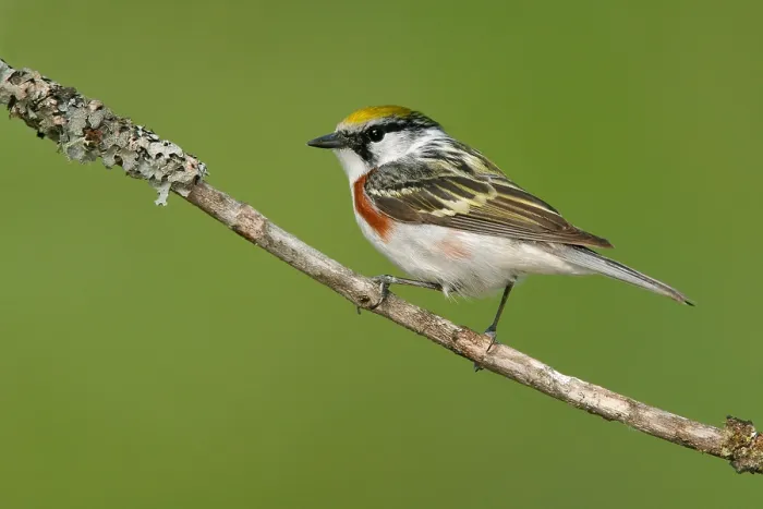 Framed Print : Roestflankzanger, Chestnut-sided Warbler, Setophaga pensylvanica