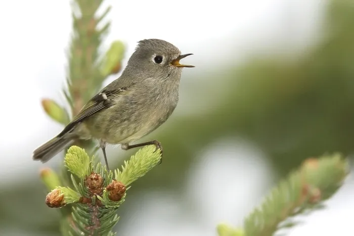 Framed Print : Roodkroonhaan, Ruby-crowned kinglet, Regulus calendula
