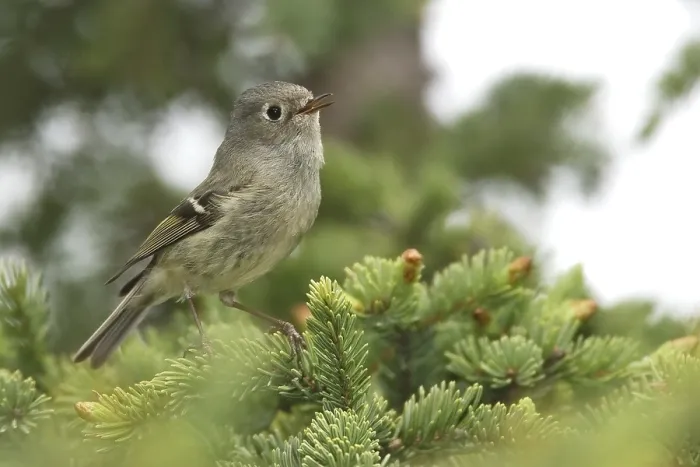 Framed Print : Roodkroonhaan, Ruby-crowned kinglet, Regulus calendula