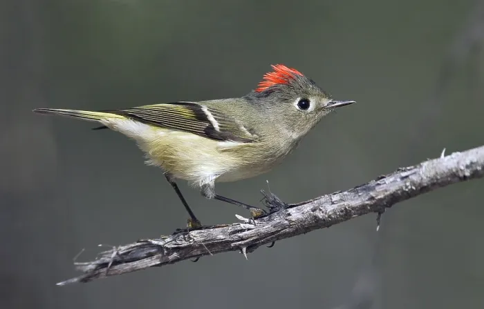 Framed Print : Roodkroonhaan, Ruby-crowned kinglet, Regulus calendula