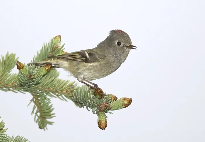Framed Print : Roodkroonhaan, Ruby-crowned kinglet, Regulus calendula