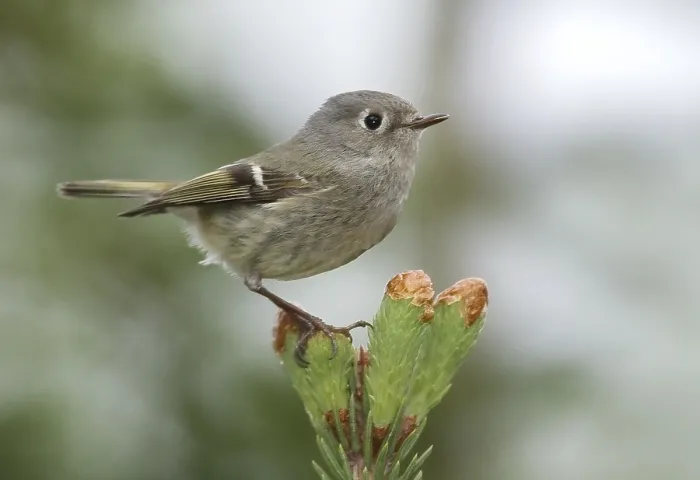 Framed Print : Roodkroonhaan, Ruby-crowned kinglet, Regulus calendula