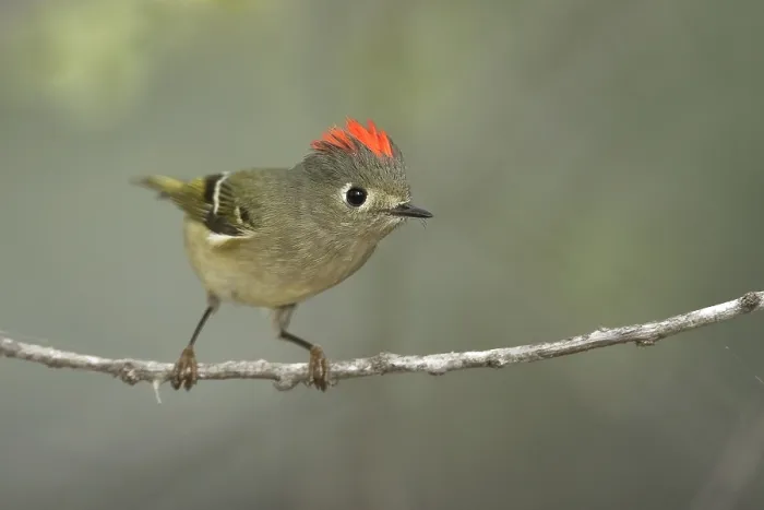 Framed Print : Roodkroonhaan, Ruby-crowned kinglet, Regulus calendula